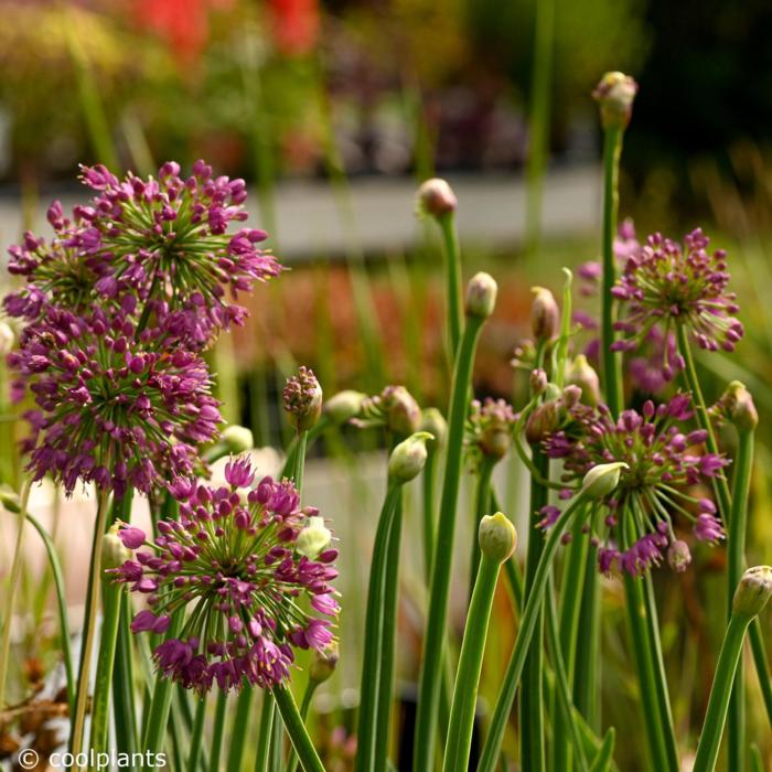 Allium 'Lavender Bubbles' plant