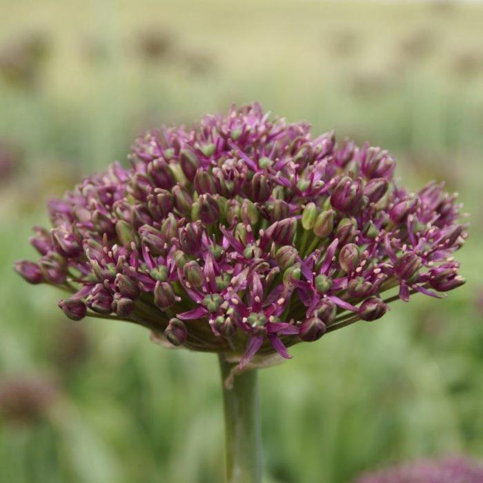 Allium 'Mercurius' plant