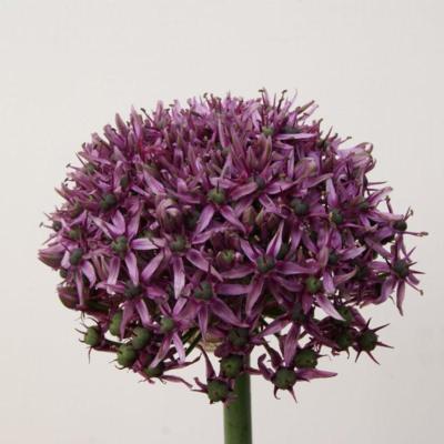 allium-mercurius