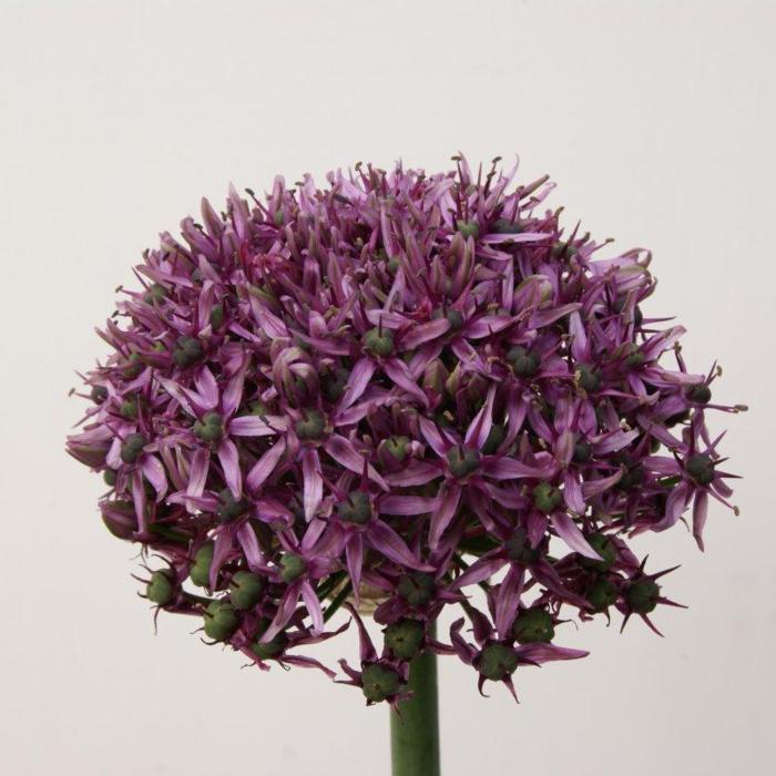 Allium 'Mercurius' plant