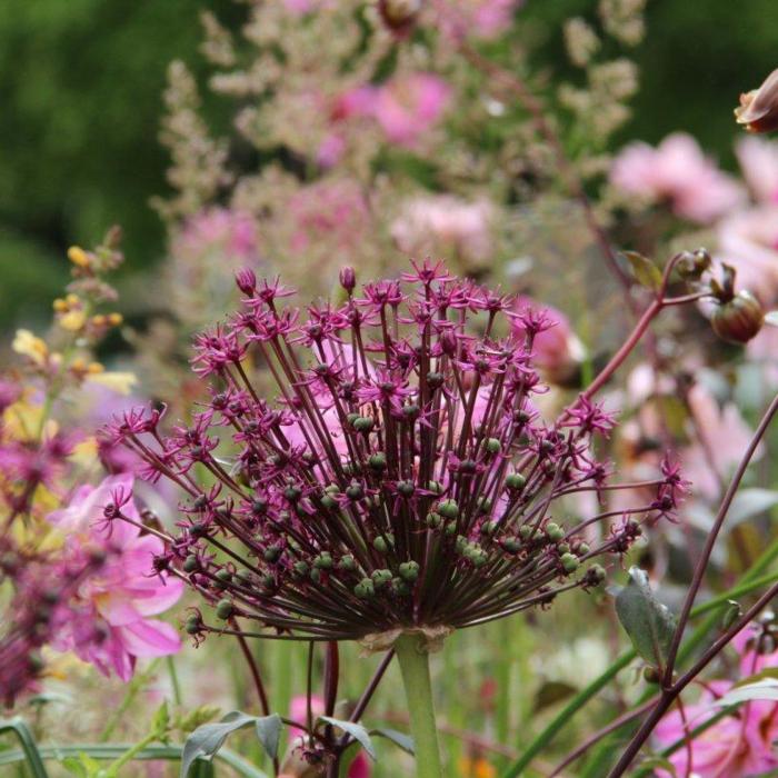 Allium 'Miami' plant