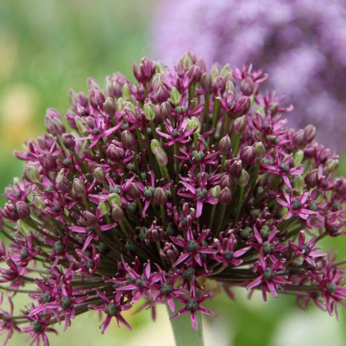 Allium 'Miami' plant