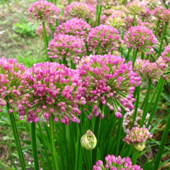 Allium 'Millenium' plant