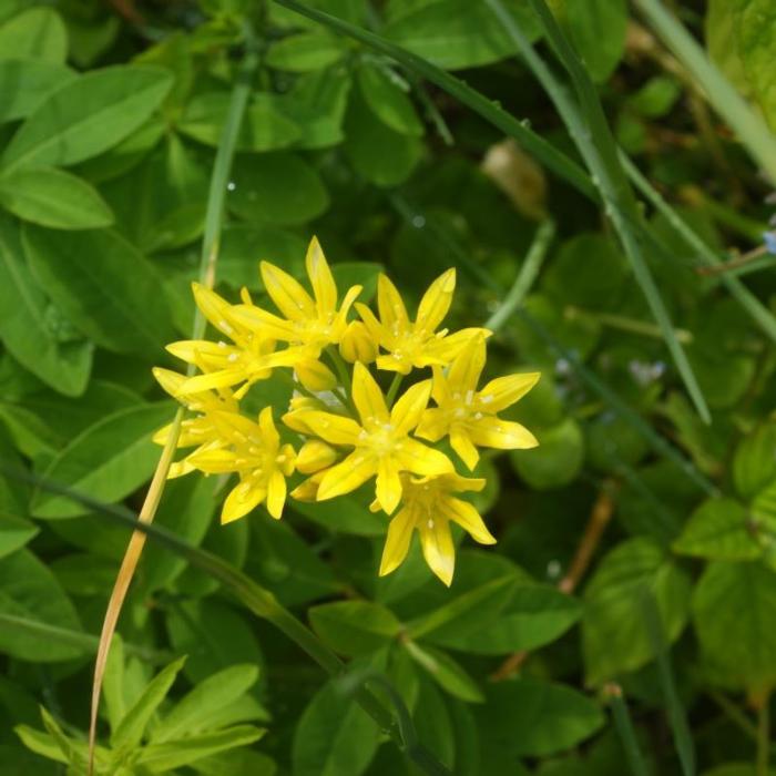 Allium moly plant