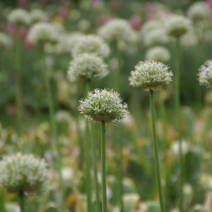 Allium 'Mount Everest' plant