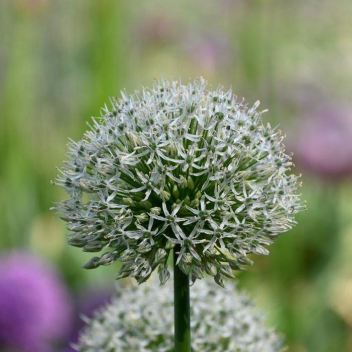 Allium 'Mount Everest' plant