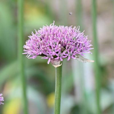allium-new-york