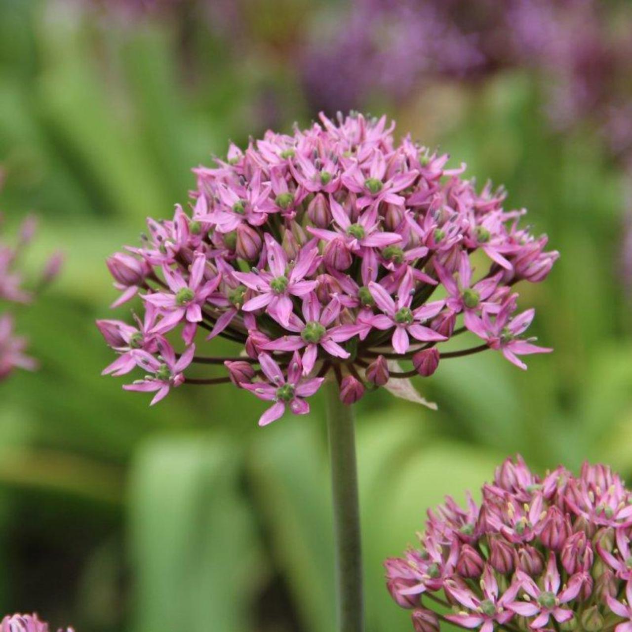 Allium nigrum 'Pink Jewel' plant