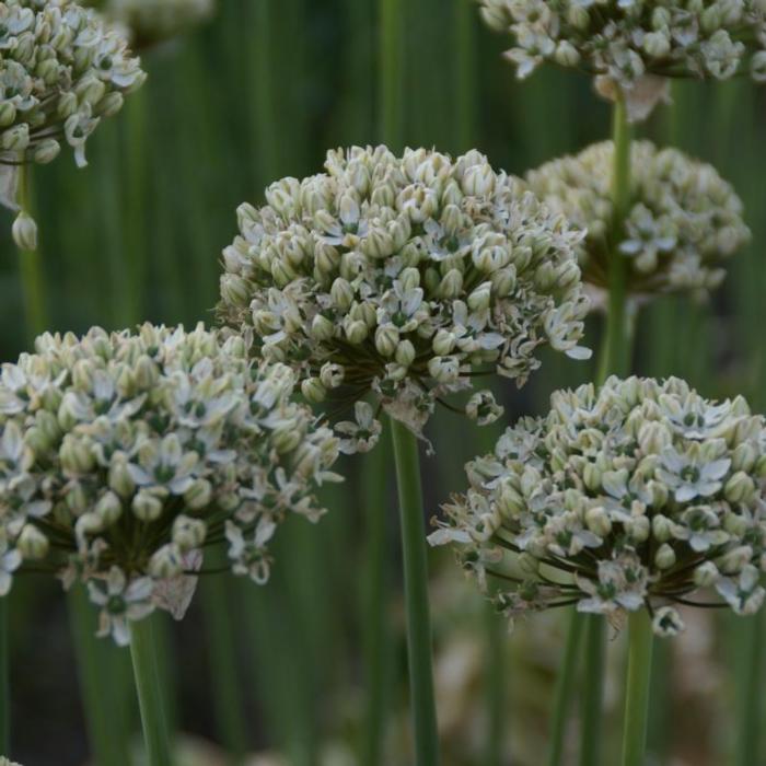 Allium nigrum plant