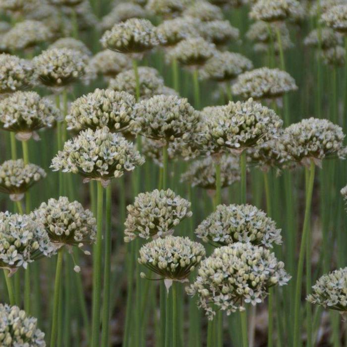 Allium nigrum plant