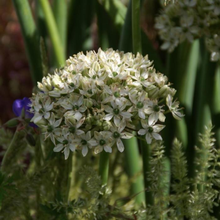 Allium nigrum plant