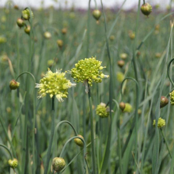 Allium obliquum plant