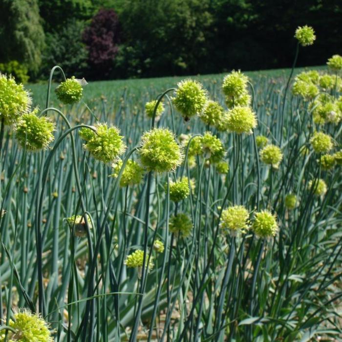 Allium obliquum plant