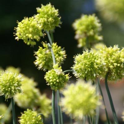 allium-obliquum