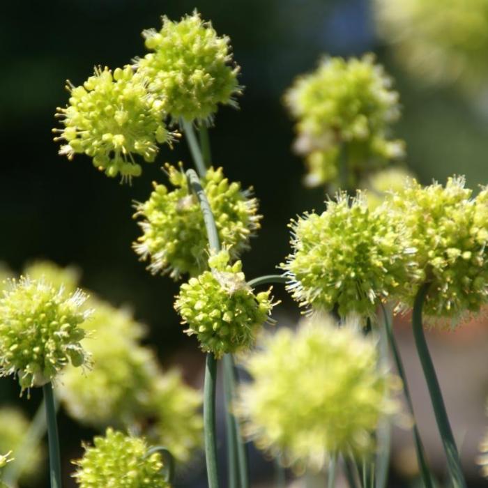 Allium obliquum plant