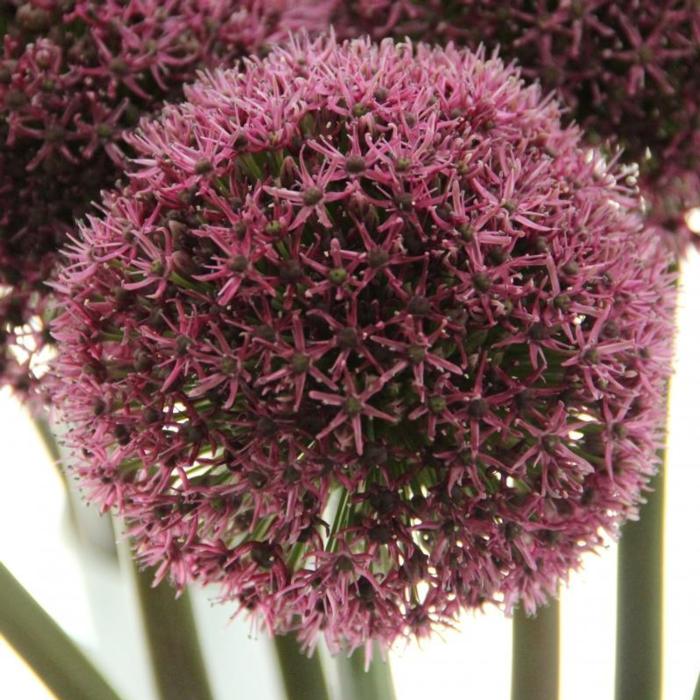 Allium 'Ostara' plant