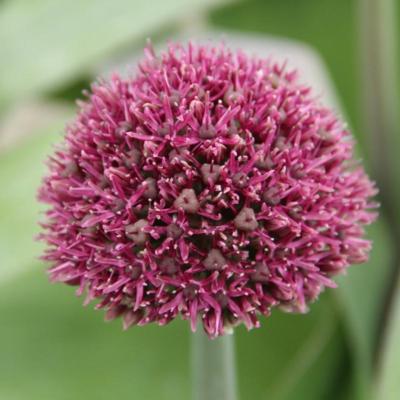 allium-ostara