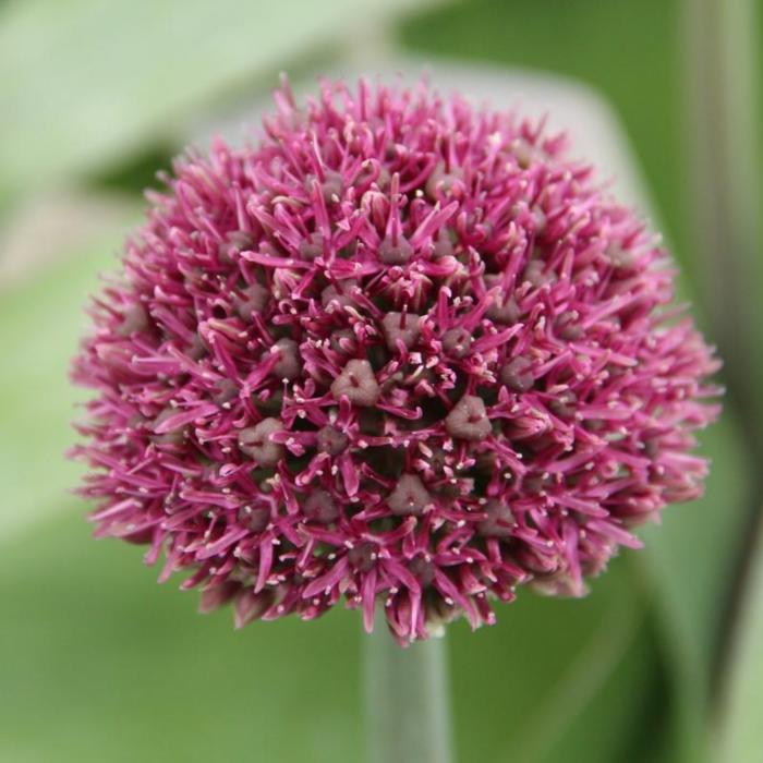 Allium 'Ostara' plant