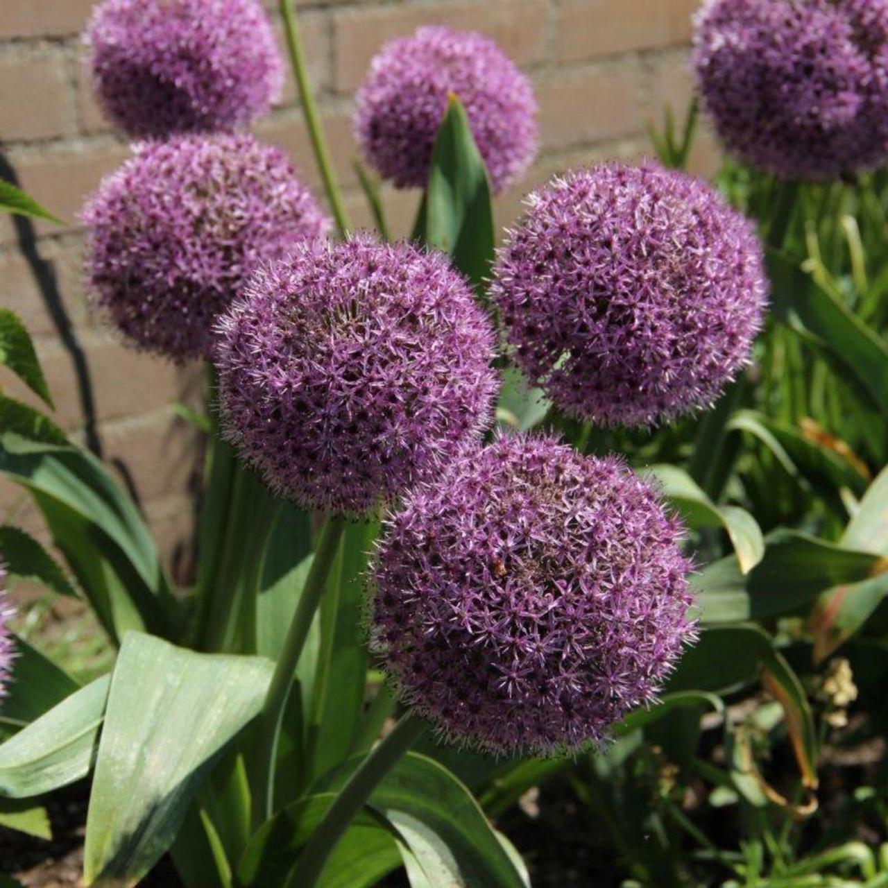 Allium 'Party Balloons'  plant