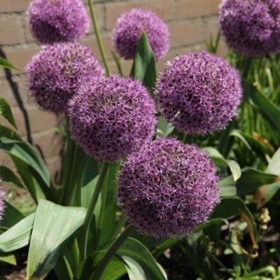 allium-party-balloons