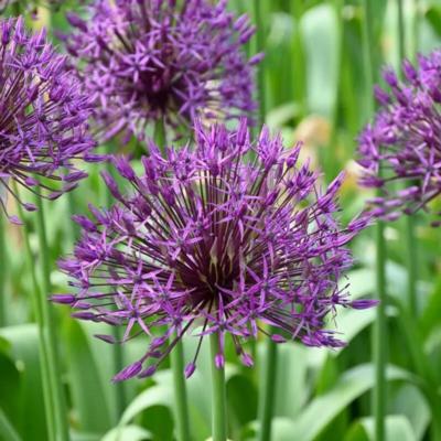 allium-purple-rain