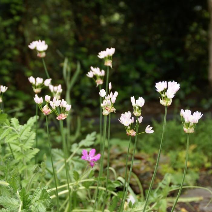 Allium roseum plant