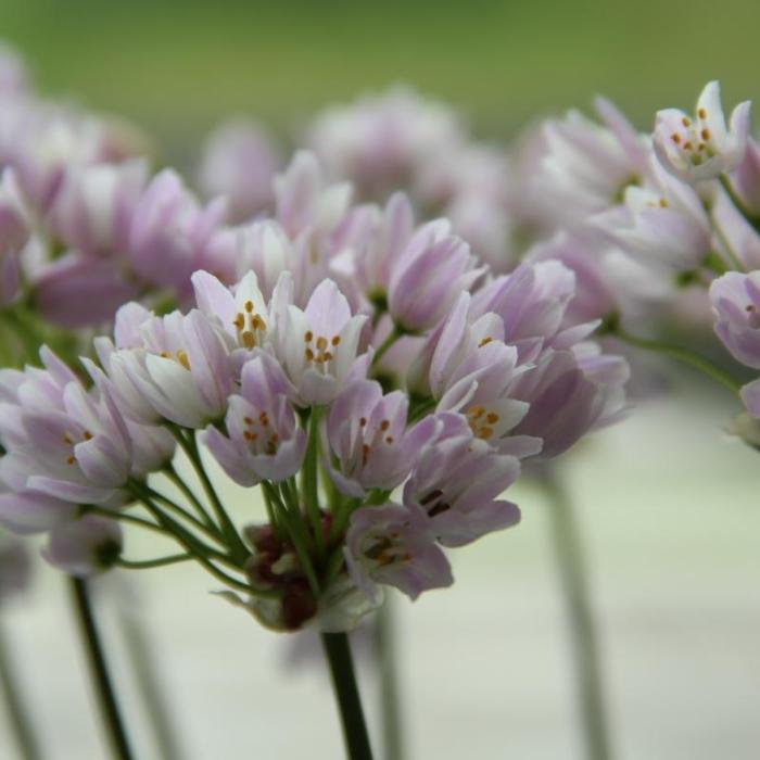 Allium roseum plant