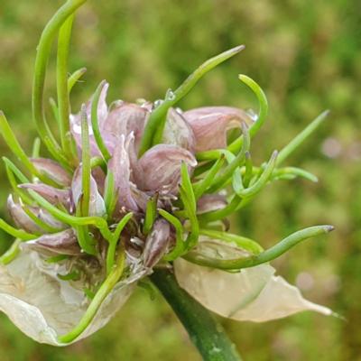 allium-schoenoprasum-cha-cha