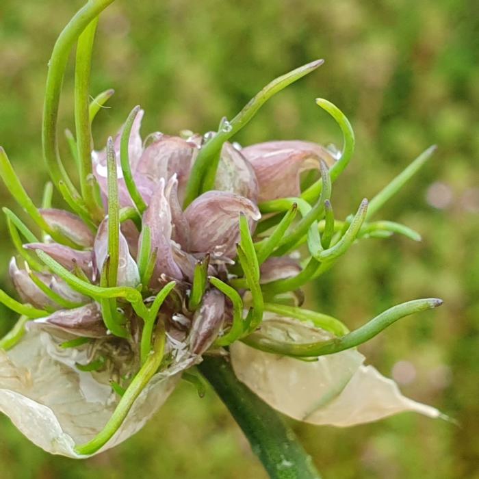 Allium schoenoprasum 'Cha Cha' plant