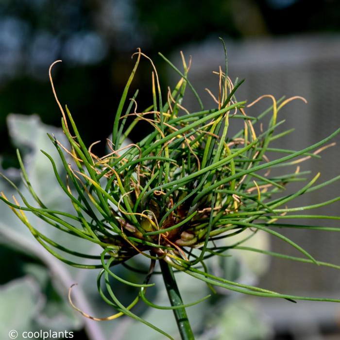 Allium schoenoprasum 'Cha Cha' plant