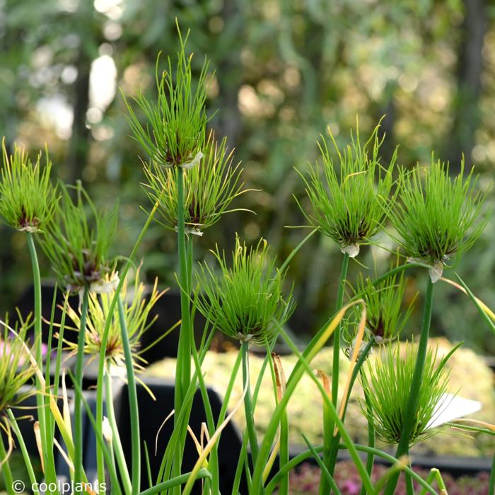 Allium schoenoprasum 'Cha Cha' plant