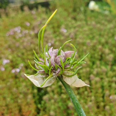 allium-schoenoprasum-cha-cha