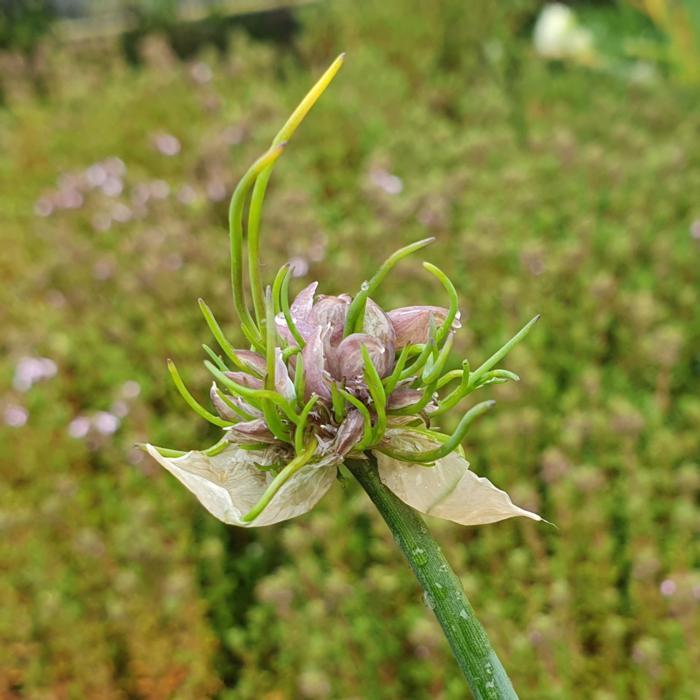 Allium schoenoprasum 'Cha Cha' plant