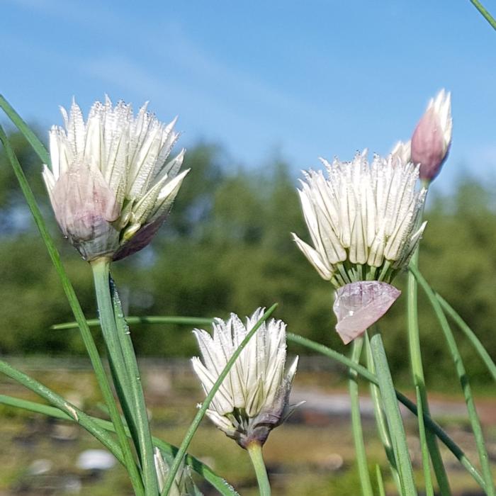 Allium schoenoprasum 'Elbe' plant