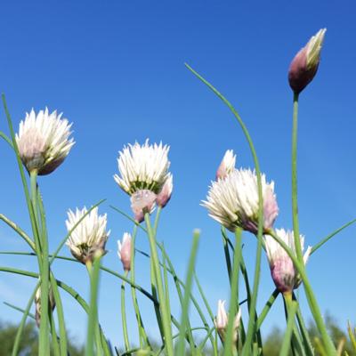 allium-schoenoprasum-elbe