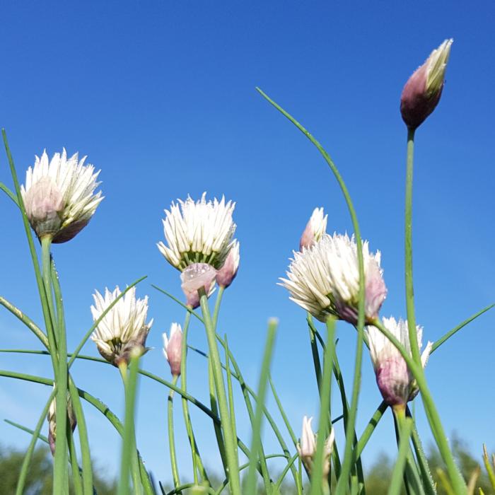 Allium schoenoprasum 'Elbe' plant