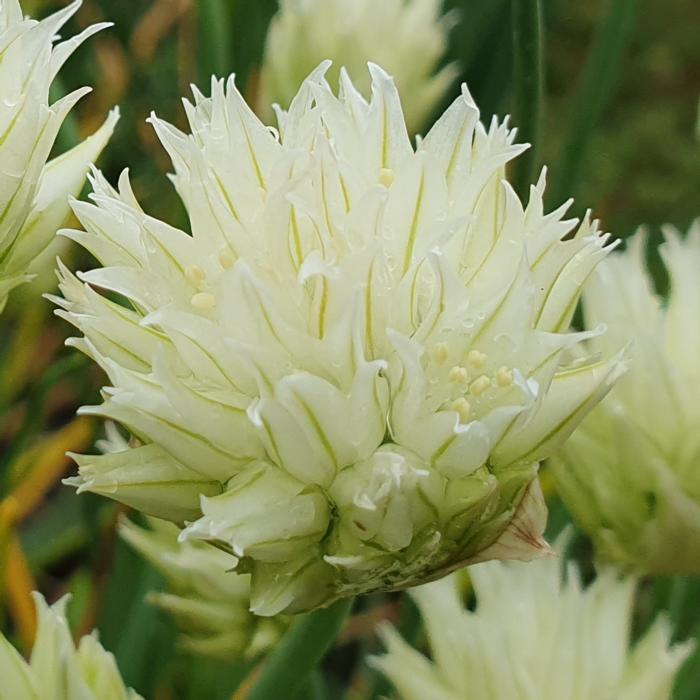 Allium schoenoprasum f. albiflorum plant