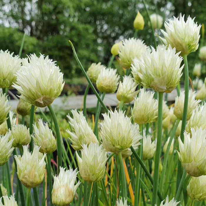 Allium schoenoprasum f. albiflorum plant