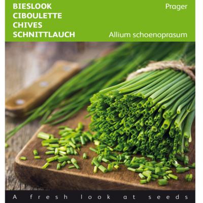 allium-schoenoprasum