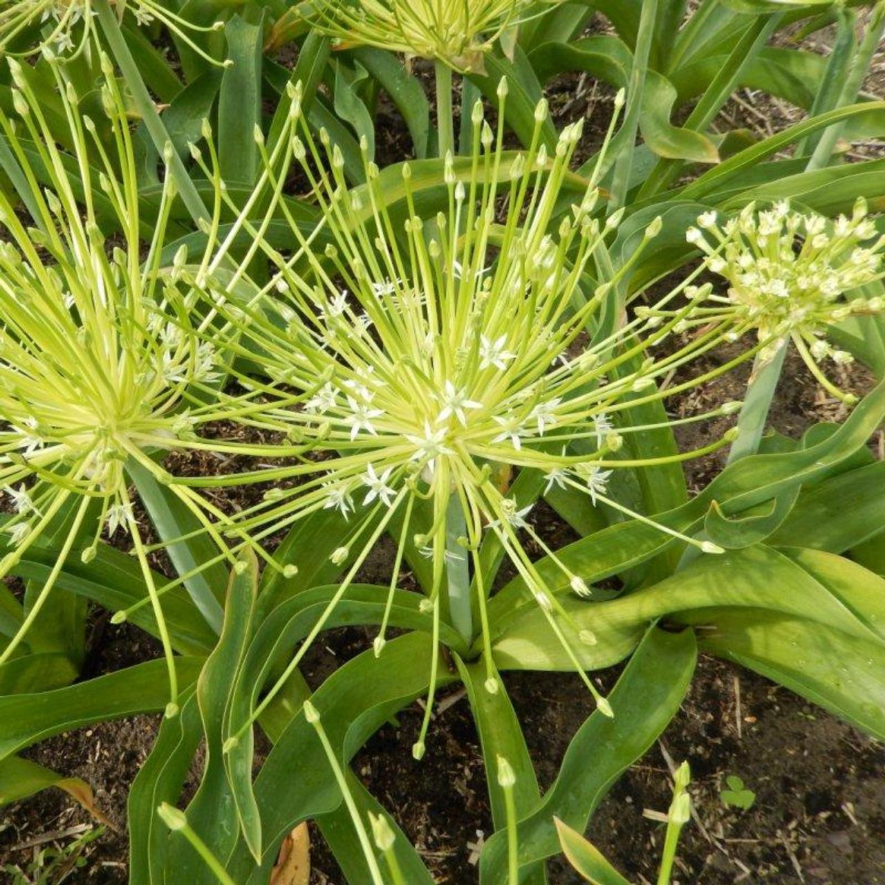 Allium schubertii 'Arctic Snow' plant