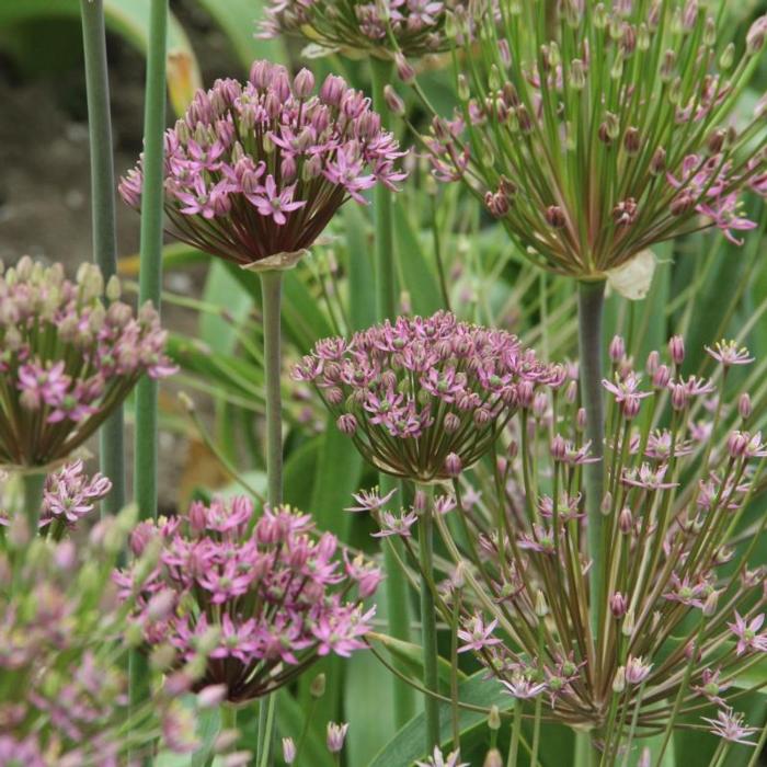 Allium schubertii plant