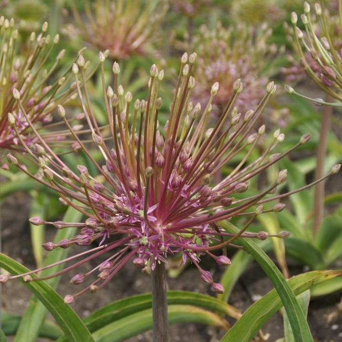 Allium schubertii plant