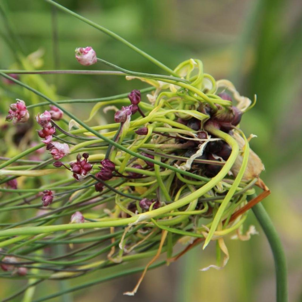 Allium scorodoprasum 'Art' plant