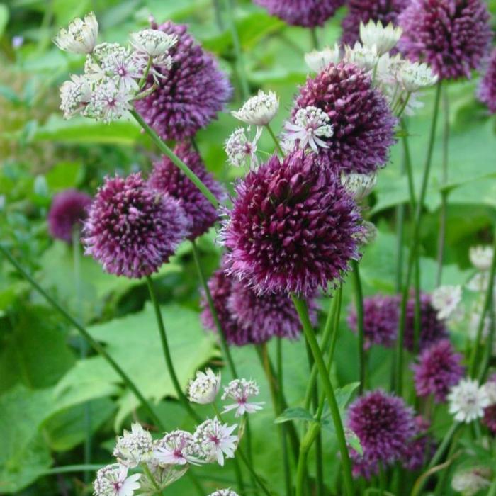 Allium sphaerocephalon plant