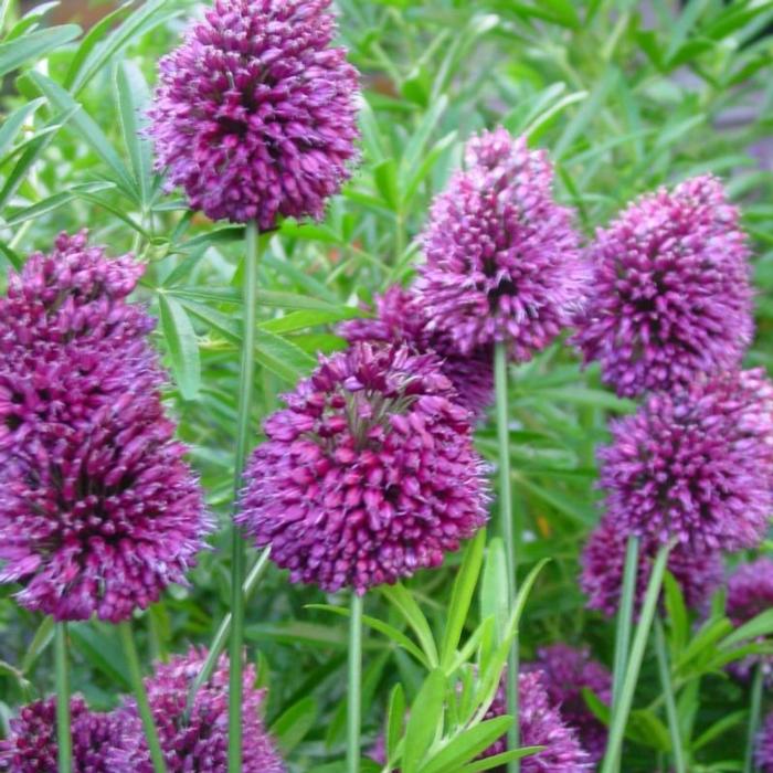 Allium sphaerocephalon plant