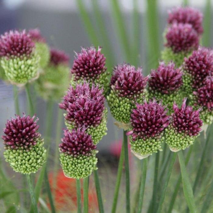 Allium sphaerocephalon plant