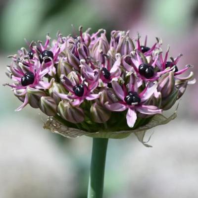 allium-starlight
