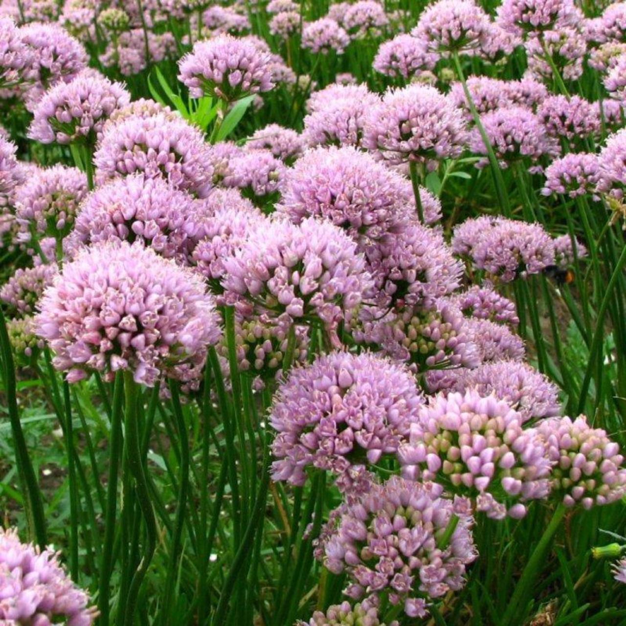 Allium 'Sugar Melt' plant