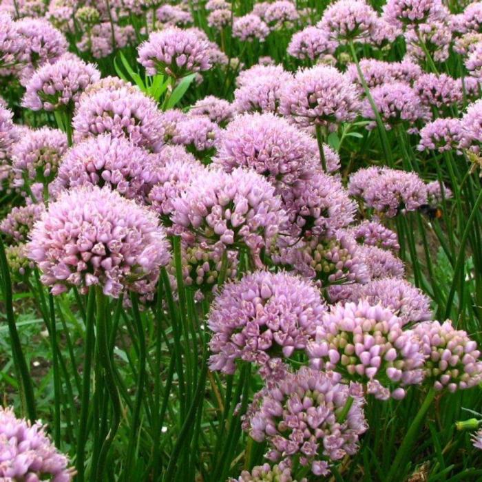 Allium 'Sugar Melt'