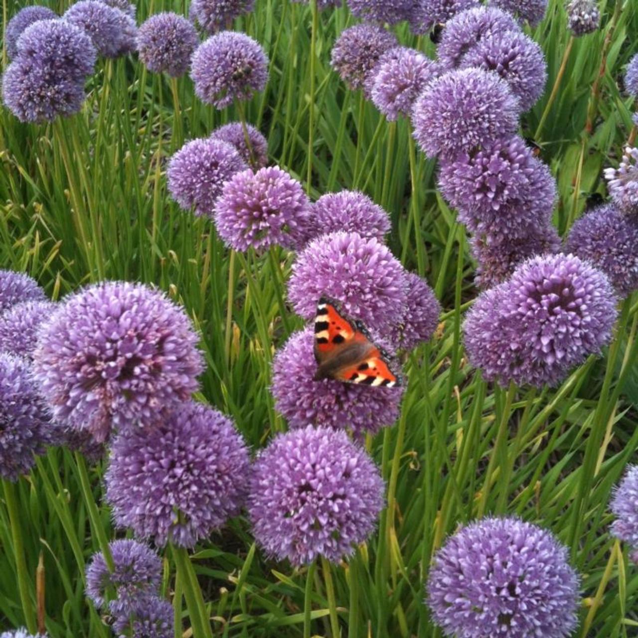 Allium 'Summer Beauty' plant